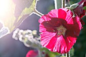 ALCEA ROSEA HOLLYHOCK