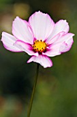 COSMOS CANDY STRIPE