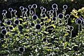 ECHINOPS RITRO GLOBE THISTLE