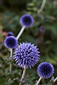 ECHINOPS RITRO GLOBE THISTLE