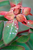 EUPHORBIA GRIFFITHIII FIREGLOW