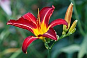 HEMEROCALLIS STAFFORD