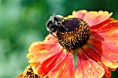 HELENIUM SAHINS EARLY FLOWERER