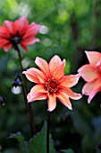 DAHLIA WALTZING MATILDA