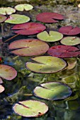 WATER LILY PADS ON POND