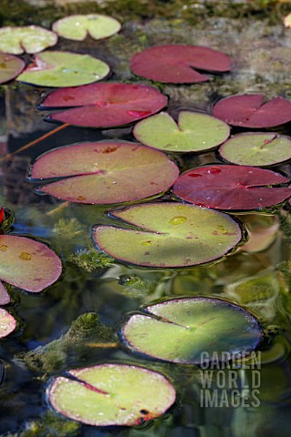 WATER_LILY_PADS_ON_POND
