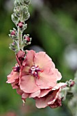 VERBASCUM HELEN JOHNSON