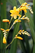 CROCOSMIA WALBERTON YELLOW