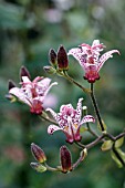 TRICYRTIS FORMOSANA