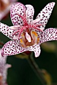 TRICYRTIS FORMOSANA