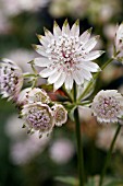 ASTRANTIA MAJOR BERENDIEN STAM