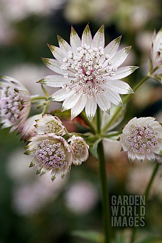 ASTRANTIA_MAJOR_BERENDIEN_STAM