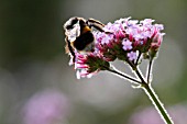 VERBENA BONARIENSIS WITH BEE