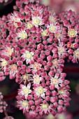 SEDUM STEWED RHUBARB MOUNTAIN