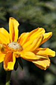 RUDBECKIA HIRTA PRAIRIE SUN