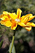 RUDBECKIA HIRTA PRAIRIE SUN