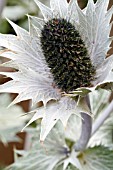 ERYNGIUM GIGANTEUM MISS WILLMOTTS GHOST