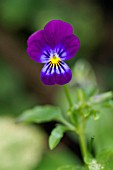 VIOLA TRICOLOR