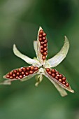 VIOLA TRICOLOR SEEDPOD