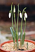 GALANTHUS REGINAE OLGAE