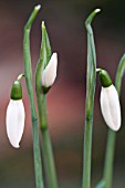 GALANTHUS REGINAE OLGAE