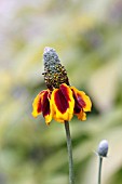 RATIBIDA COLUMNIFERA VAR. PULCHERRIMA SYN. RUDBECKIA COLUMNIFERA