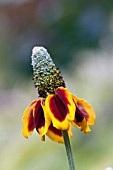 RATIBIDA COLUMNIFERA VAR. PULCHERRIMA SYN. RUDBECKIA COLUMNIFERA