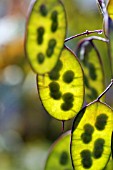 LUNARIA ANNUA SEEDPODS