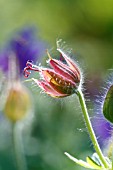 GERANIUM ROSEMOOR