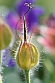 GERANIUM ROSEMOOR SEEDHEAD