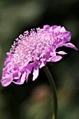 SCABIOSA JAPONICA ALPINA