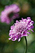 SCABIOSA JAPONICA ALPINA