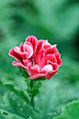 PELARGONIUM MADAME NONIN