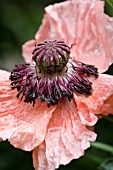 PAPAVER ORIENTALE AFTER THE RAIN