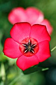 LINUM GRANDIFLORUM RUBRUM