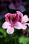 PELARGONIUM EARLIANA