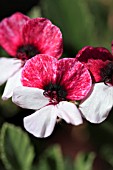 PELARGONIUM SPLENDIDE