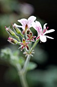 PELARGONIUM AUSTRALE