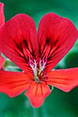 PELARGONIUM RED UNIQUE