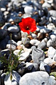 PAPAVER RHOEAS