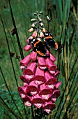 RED ADMIRAL ON DIGITALIS PURPUREA