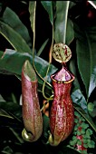 NEPENTHES DIRECTOR MOORE,  (DUTCHMANS PIPE, PITCHER PLANT)