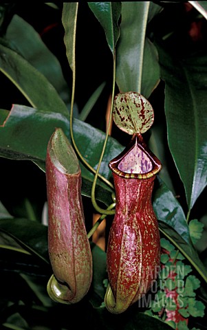 NEPENTHES_DIRECTOR_MOORE__DUTCHMANS_PIPE_PITCHER_PLANT