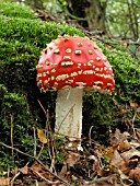 AMANITA MUSCARIA