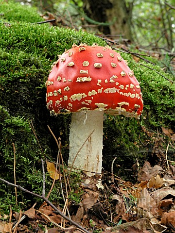 AMANITA_MUSCARIA