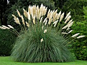 CORTADERIA SELLOANA (PAMPAS GRASS)