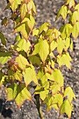 ACER CAPPADOCICUM AUREUM