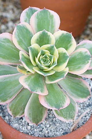 AEONIUM_ARBORIUM_VARIEGATUM