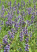 AJUGA REPTANS