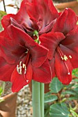 AMARYLLIS CARMEN